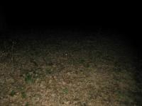 Chicago Ghost Hunters Group investigates Bachelors Grove (36).JPG